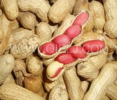 怎么才能提高花生榨油機出油率(圖1) 怎么才能提高花生榨油機出油率(圖1)