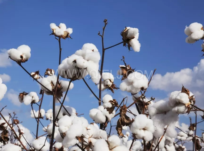 棉籽油精煉設(shè)備，充分脫離棉酚生產(chǎn)健康營養(yǎng)油(圖1)